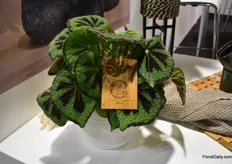 This begonia attracted a lot of attention at the booth of Eden Collection.