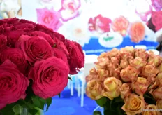 Besides garden roses, NIRP International also presented some of their cut flowers, Hotspot (on the left) for example.