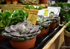 A new Echeveria of Amigo Plant, a product nominated for the Myplant & Garden Excellence Showcase.