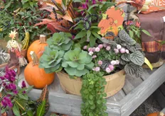 Mixed containers to respond to the trends of autumn
