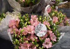 Charmelia is a new product of World Class Flowers. 