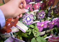 Taiga, a clematis variety that is currently being trialed by Clearview, they have high expectations for this variety to become a hit. 