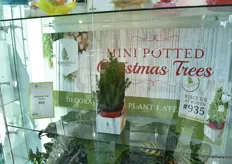 The mini potted Christmas Trees of Dutchman Tree Farms. 