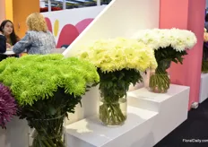 Special attention to their award winning varieties at the Flores El Capiro booth. At the Proflora in the Category chrysanthemums, these varieties in the picture received the 1st, 2nd and 3rd prize.