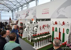 The presentation of cyclamen representing a country. In this picture, one sees Italy.