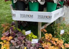 Varieties of Terra Nova Nurseries at the ThinkPlants booth at Syngenta in Gilroy.