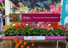 Garvinea Cheeky presentation – Garvinea is the only true Garden Gerbera.