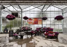 SunPatiens: "Beautiful new Compact Lavender Splash, Compact Classic White, Compact Lilac Improved, Compact Purple Candy, Vigorous Peach Candy, Vigorous Pretty Pink. Our new bicolors are a beautiful addition to the series."