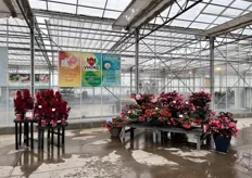 On the left: Celosia Dragon’s Breath, and on the right: Begonia Viking. Viking Explorer Rose on Green was awarded a 2022 AAS Gold Medal which makes two back to back and the first AAS gold medals awarded in 17 years "so we are thrilled!"