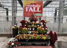 Sakata's Abundance of Fall "We are pushing the concept that we have flowers that keep their color and bloom through the fall months with lovely autumn color options. Our new Flamma series ads the perfect touch to autumn combinations."