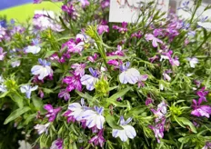 Westhoff's two new Rift Lobelia varieties, Rift Blue and Rift Purple, planted as an exciting new mix callet Great Rift Mix. 