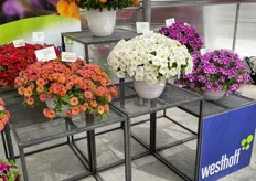 Westhoff's new Petunia Flower Shower series- "trailing plants are perfect for hanging baskets or in the garden."