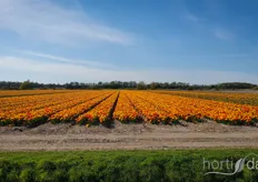 Not part of the Keukenhof but of the surrounding area: Many beautiful flower fields